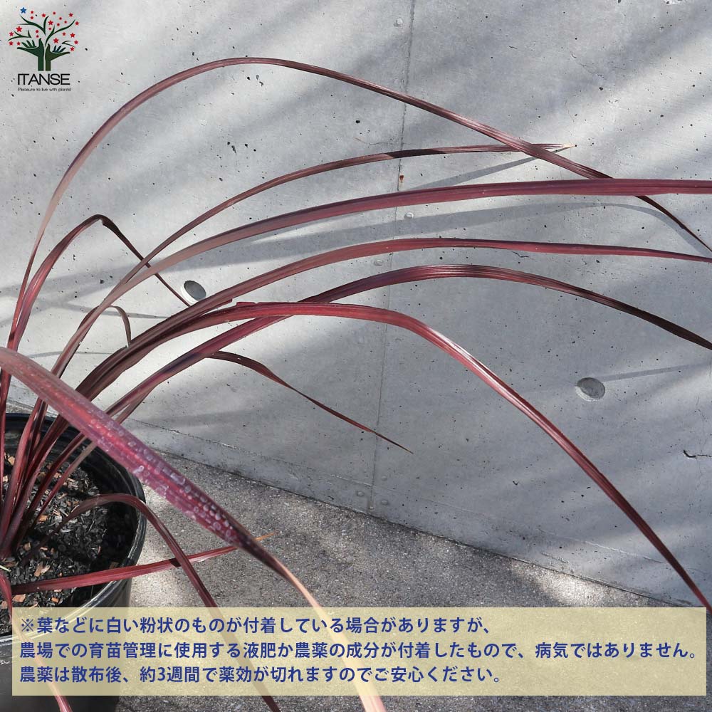 コルディリネ・レッドファウンテン【観葉植物 9号ナーセリーポット大苗/1個売り】