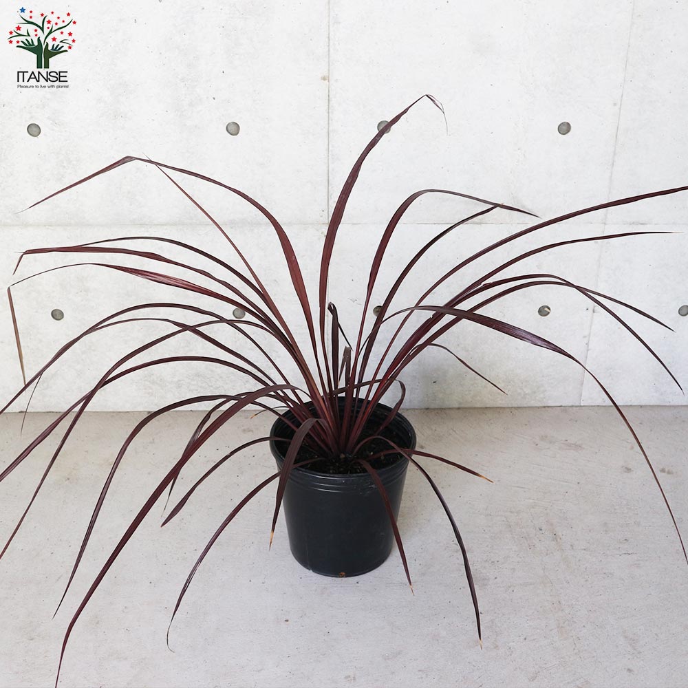 コルディリネ・レッドファウンテン【観葉植物 9号ナーセリーポット大苗/1個売り】