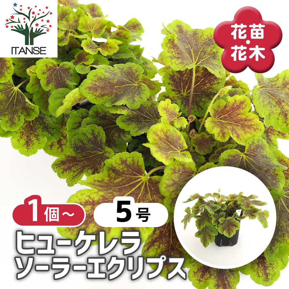 ヒューケラ ヒューケレラ ソーラーエクリプス 【花苗 5号】｜ 【植物の