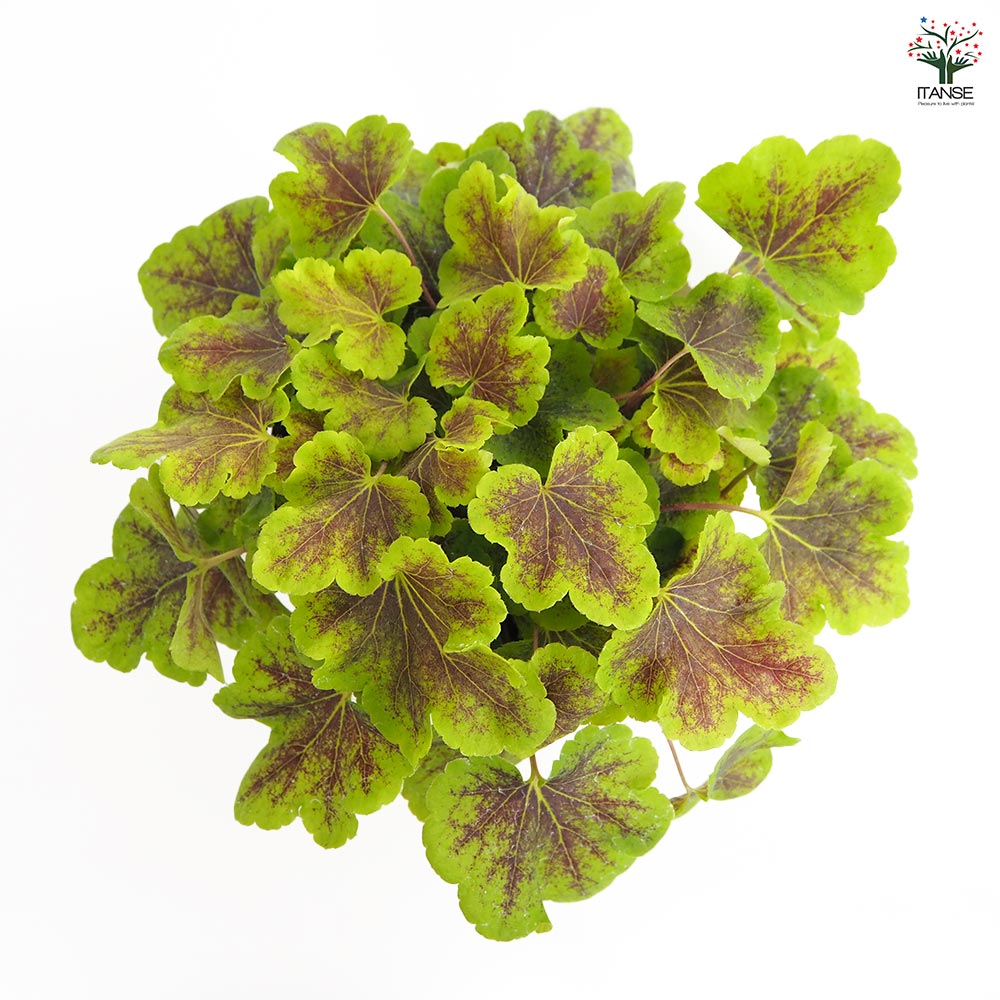 ヒューケラ ヒューケレラ ソーラーエクリプス 【花苗 5号】｜ 【植物の