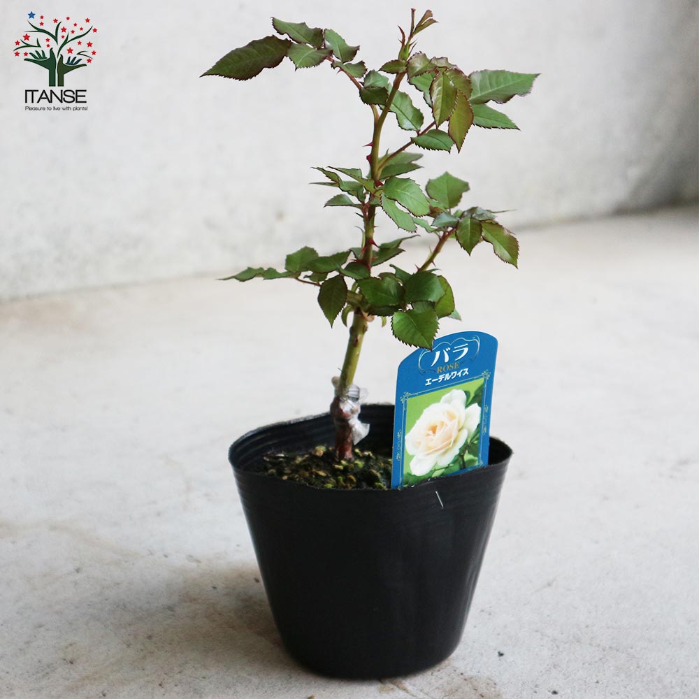 薔薇の苗 エーデルワイス (四季咲きフロリバンダローズ)【花苗新苗4号