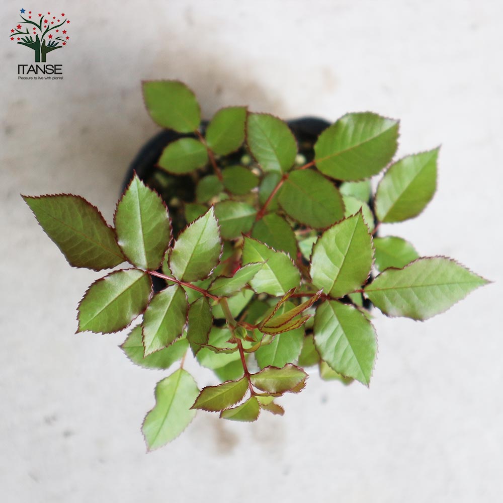 薔薇の苗 エーデルワイス (四季咲きフロリバンダローズ)【花苗新苗4号