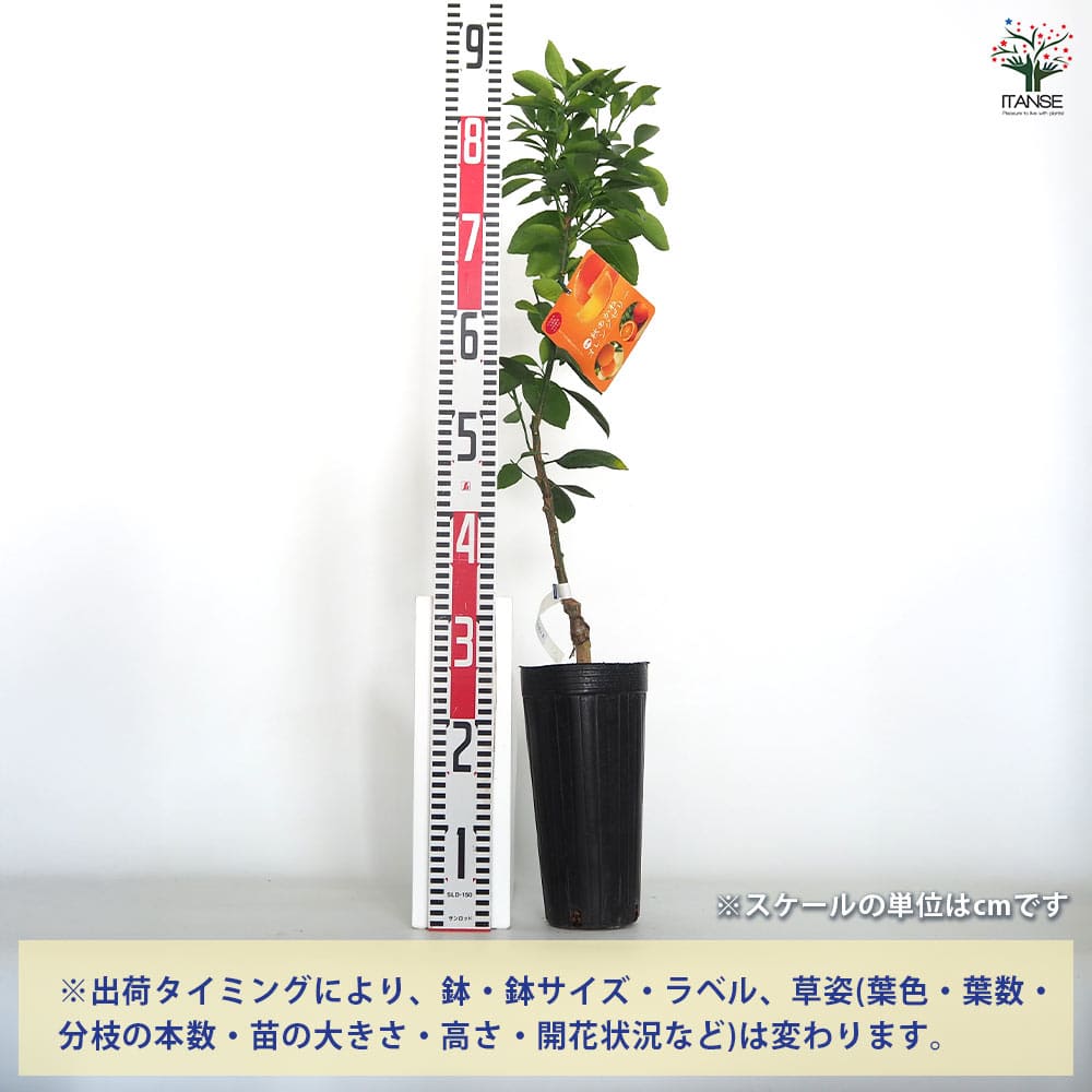 【予約品】オレンジカイヤナイト セイクレッドエイト　フラワーエッセンス 予約品】オレンジカイヤナイト セイクレッドエイト フラワーエッセンス