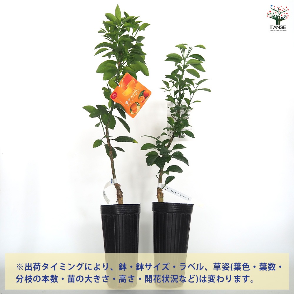 果樹 e.orange 楽天市場】【2025新商品】阪神素地 果樹専用長靴 かじゅなが FU5014