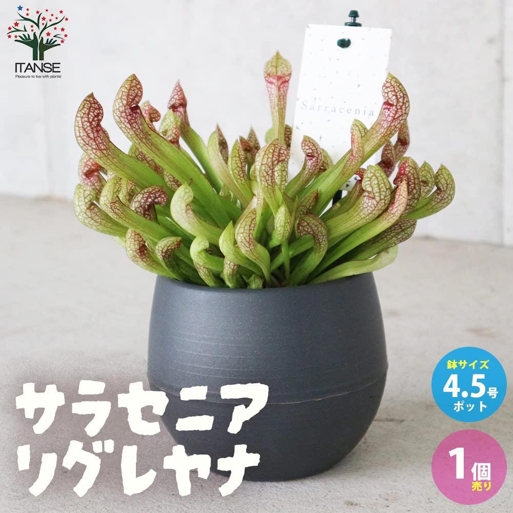 サラセニア・リグレヤナ【観葉植物 4.5号鉢 食虫植物／1個売り