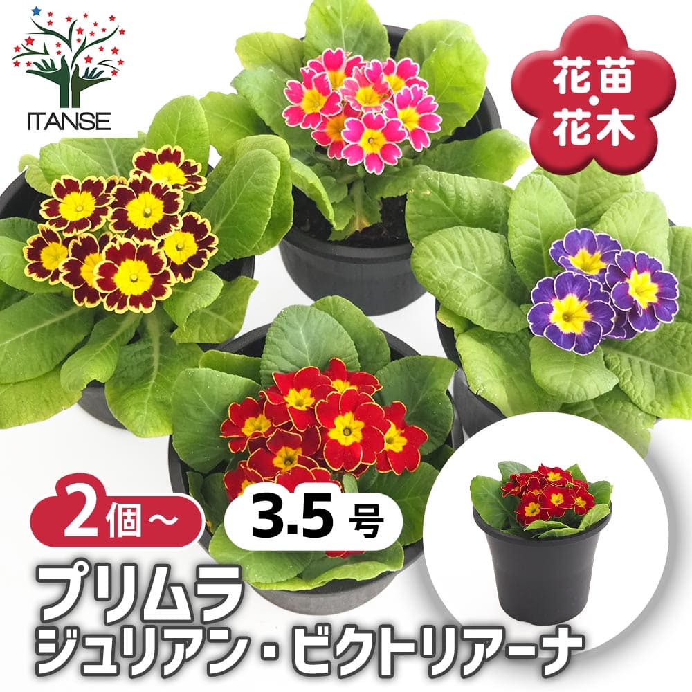 プリムラ ジュリアン ビクトリアーナ2個～ 【花苗 3.5号】｜ 【植物の