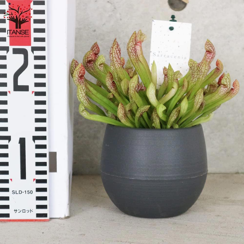 サラセニア・リグレヤナ【観葉植物 4.5号鉢 食虫植物／1個売り】