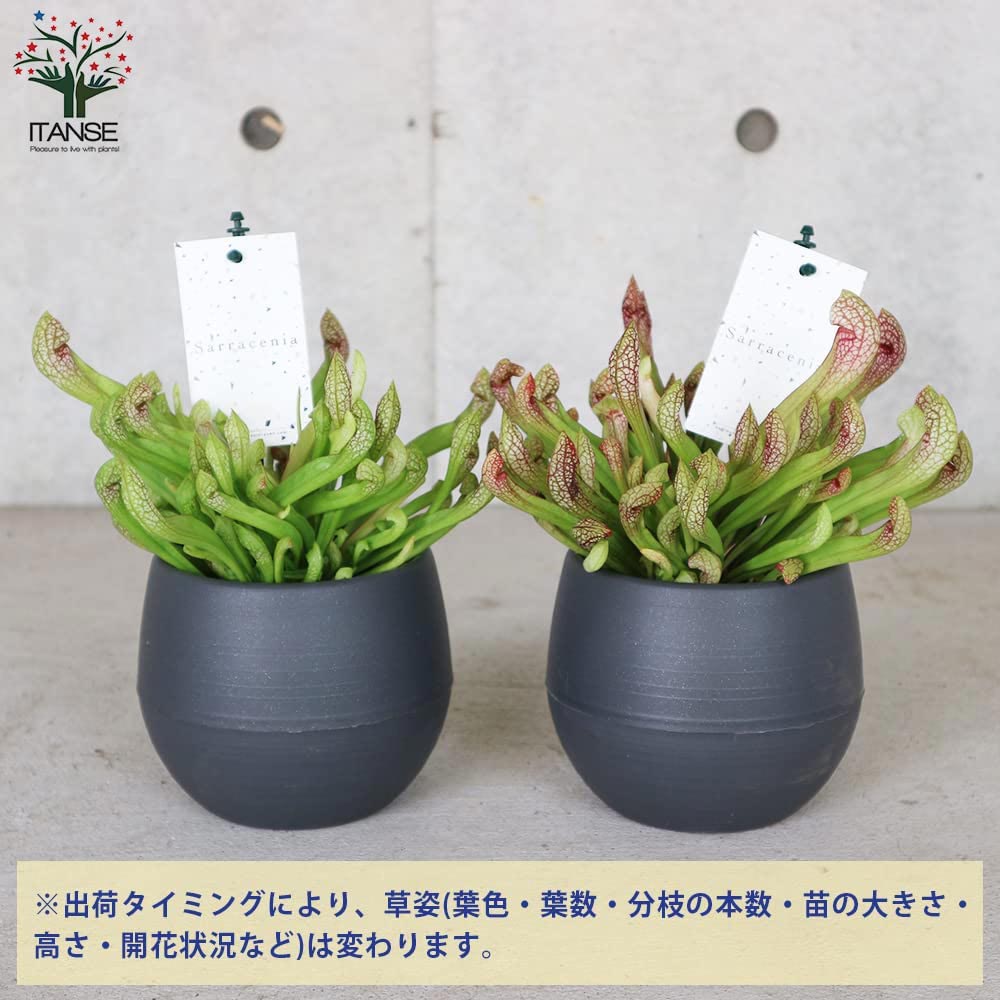 サラセニア・リグレヤナ【観葉植物 4.5号鉢 食虫植物／1個売り】
