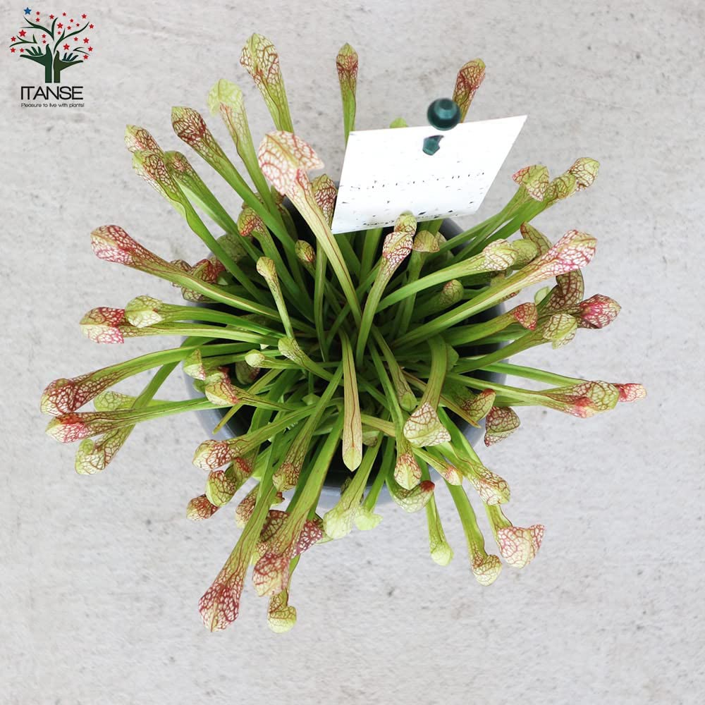 サラセニア・リグレヤナ【観葉植物 4.5号鉢 食虫植物／1個売り