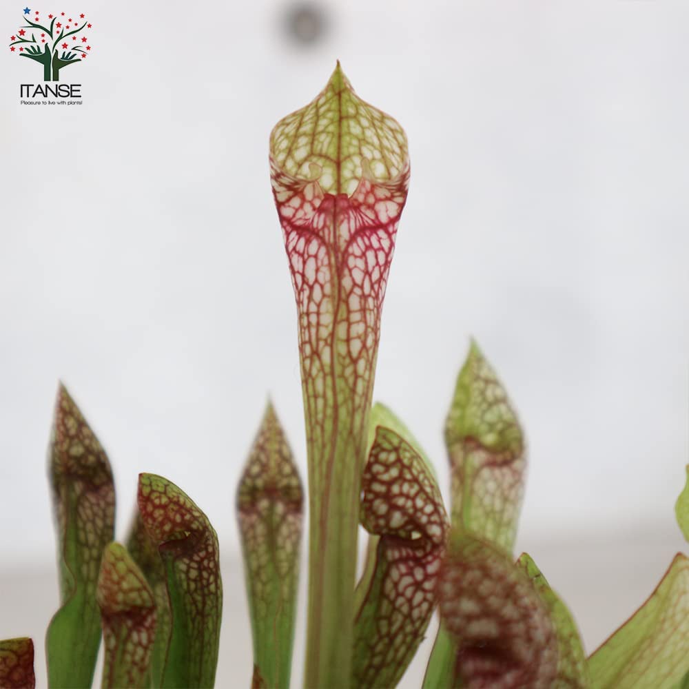 サラセニア・リグレヤナ【観葉植物 4.5号鉢 食虫植物／1個売り】