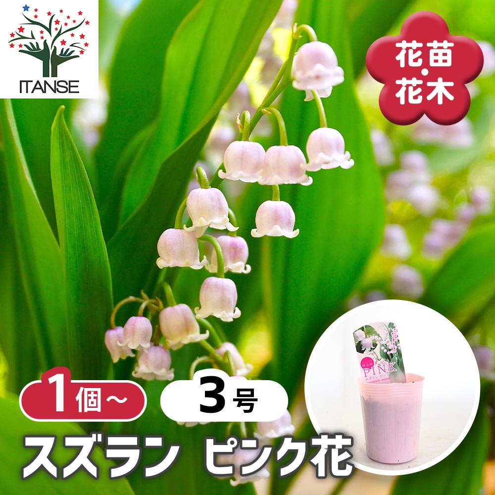 coty ピンク すずらん コンパクト スズラン ピンク花 【花苗 3号】｜ 【植物のITANSE】全品送料