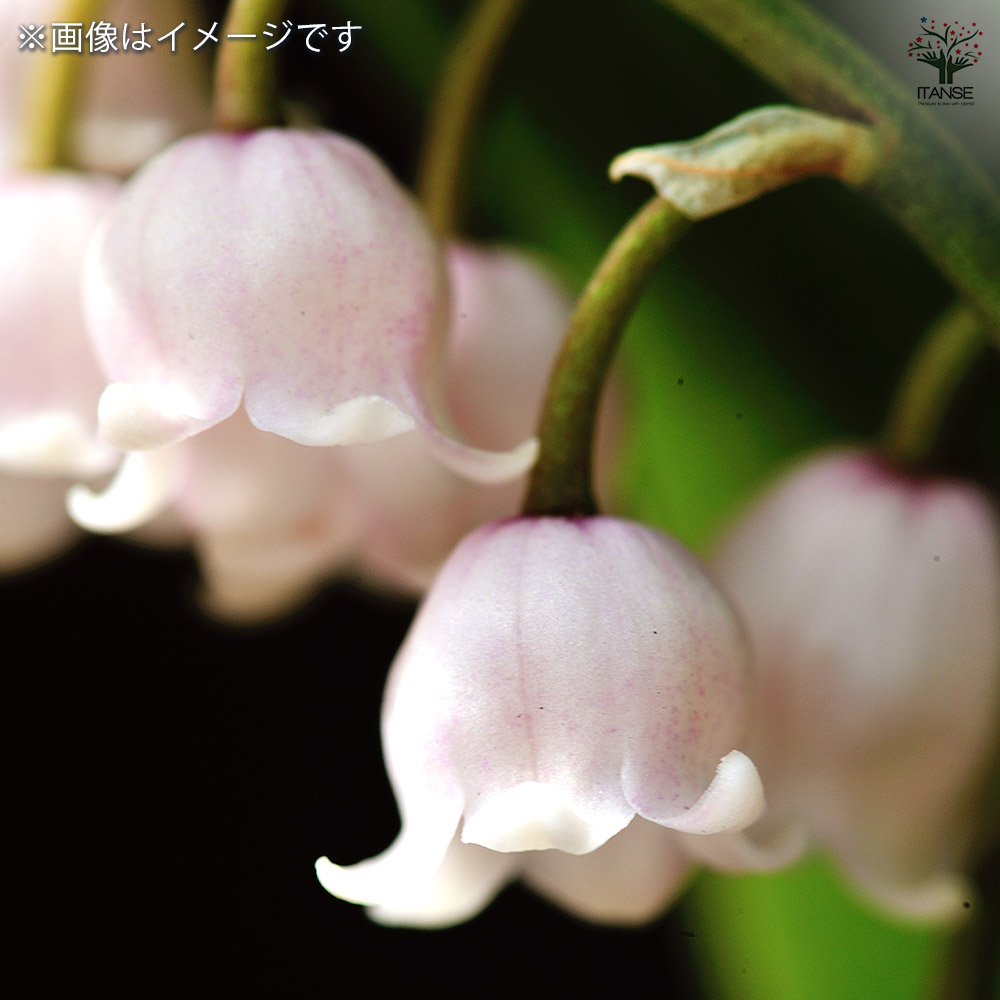 スズラン ピンク花 【花苗 3号】｜ 【植物のITANSE】全品送料