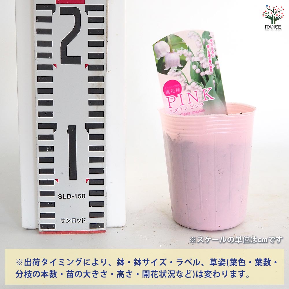 スズラン ピンク花 【花苗 3号】｜ 【植物のITANSE】全品送料