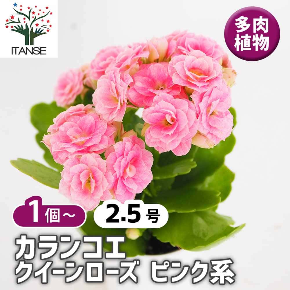 カランコエ 小型 植物 ピンクの花 園芸ネット本店｜カランコエ：クイーンモアフラワーズ ピンクパリ4号鉢