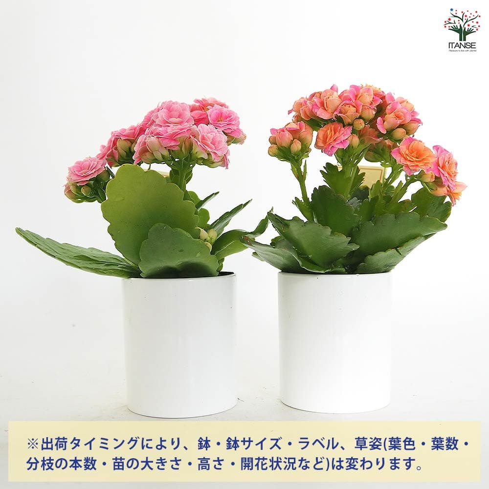 カランコエ クイーンローズ ピンク系 【多肉植物 2.5号】｜ 【植物の