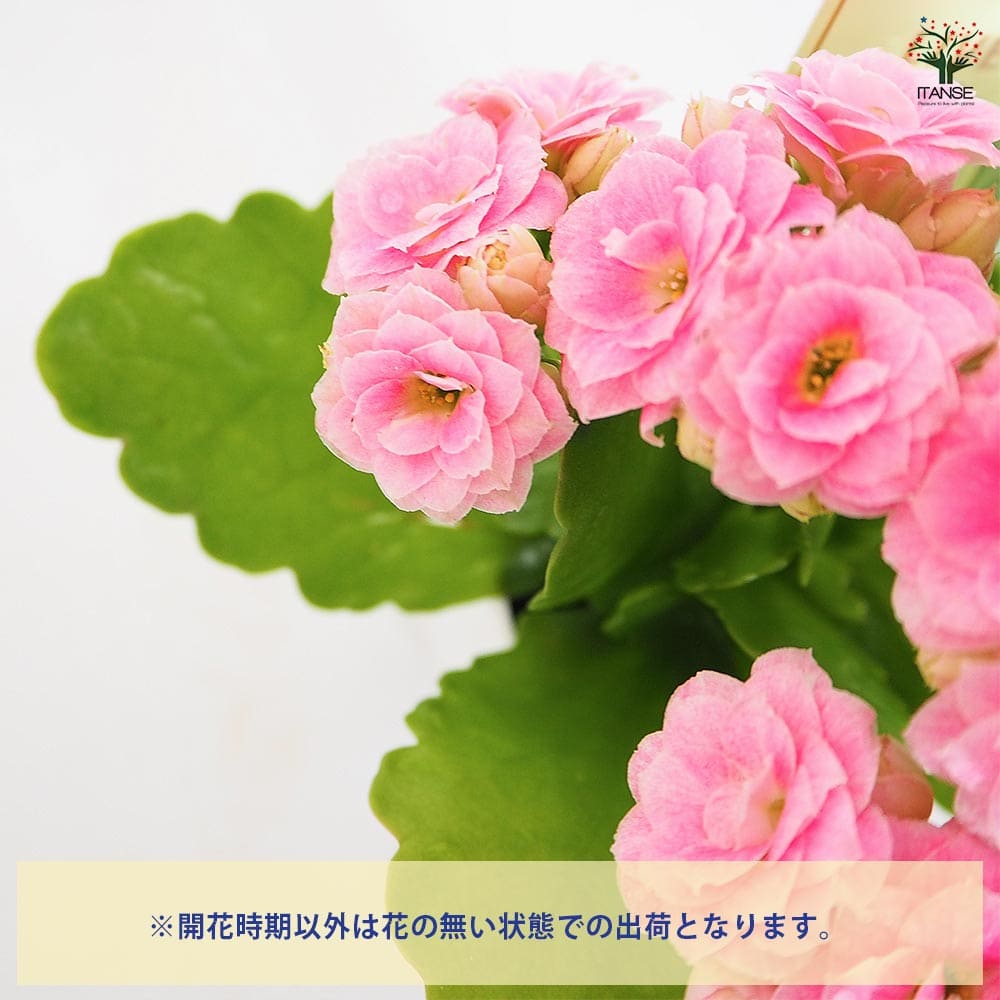 カランコエ 小型 植物 ピンクの花 かわいい花が咲き始めました○カランコエフィフィ○すずらんのような