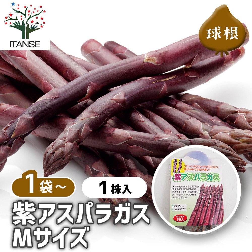 紫アスパラガス 株Mサイズ 【野菜の苗 1株】｜ 【植物のITANSE