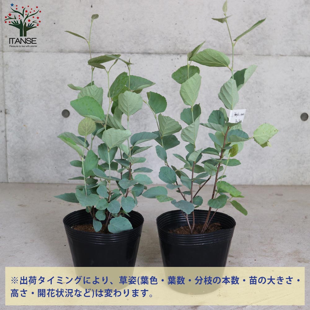 フォッサギラ ブルーシャドウ 【庭木 5.5号ポット／1個売り】｜ 【植物
