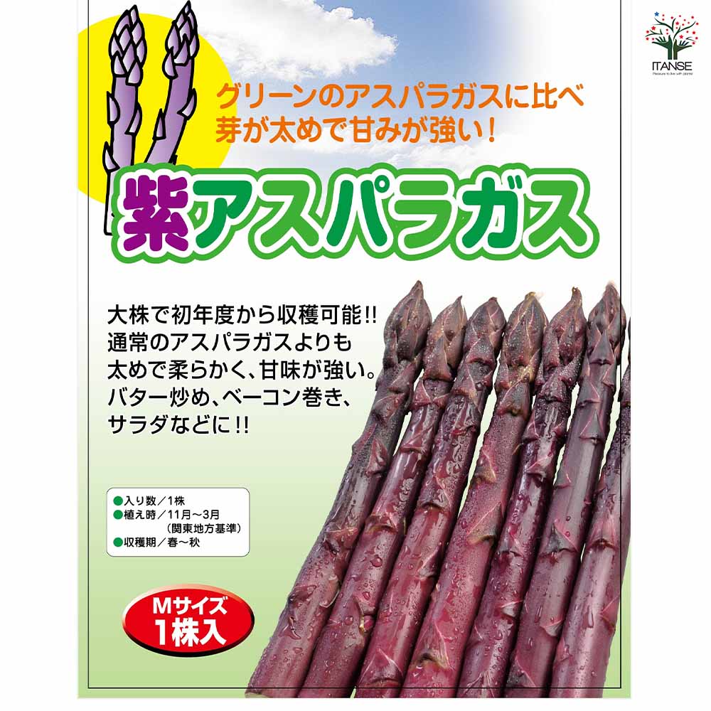 紫アスパラガス 株Mサイズ 【野菜の苗 1株】｜ 【植物のITANSE