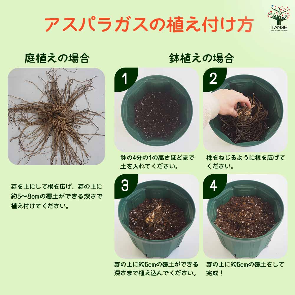 紫アスパラガス 株Mサイズ 【野菜の苗 1株】｜ 【植物のITANSE