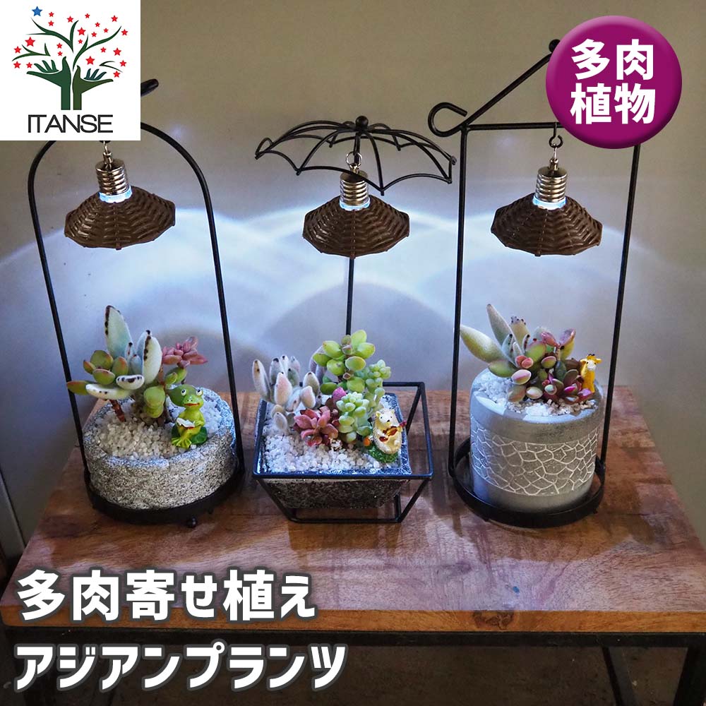 多肉寄せ植え アジアンプランツ【多肉植物 4号】｜ 【植物の
