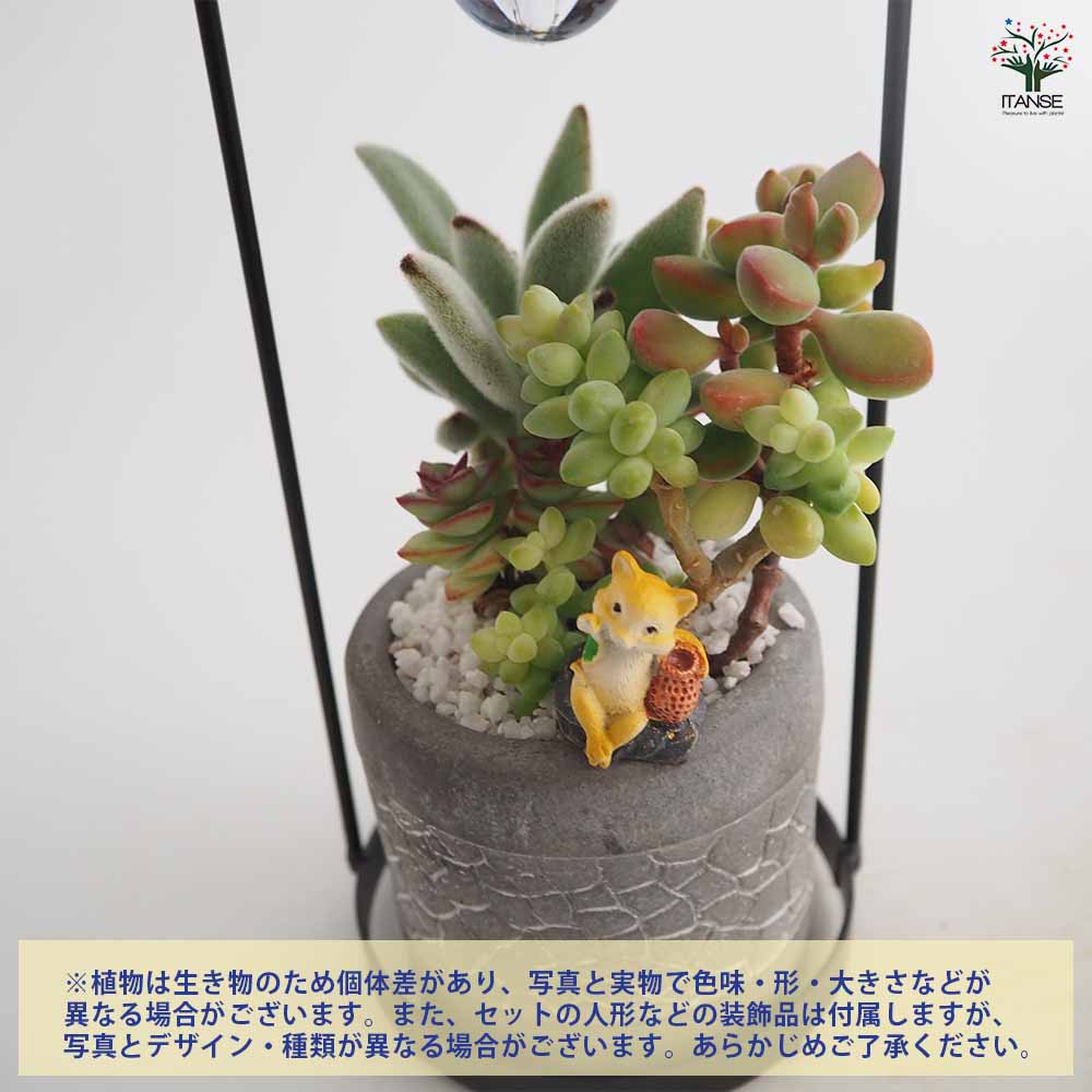 多肉寄せ植え アジアンプランツ【多肉植物 4号】｜ 【植物の