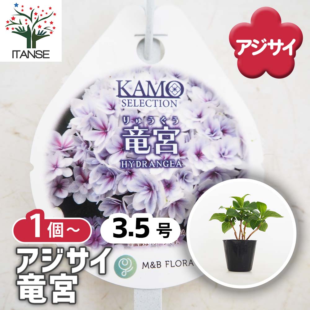 アジサイ 竜宮 【花木苗 3.5号】｜ 【植物のITANSE】全品送料