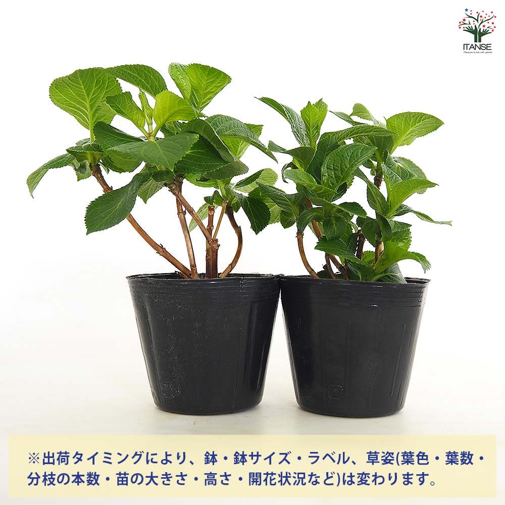 アジサイ 竜宮 【花木苗 3.5号】｜ 【植物のITANSE】全品送料