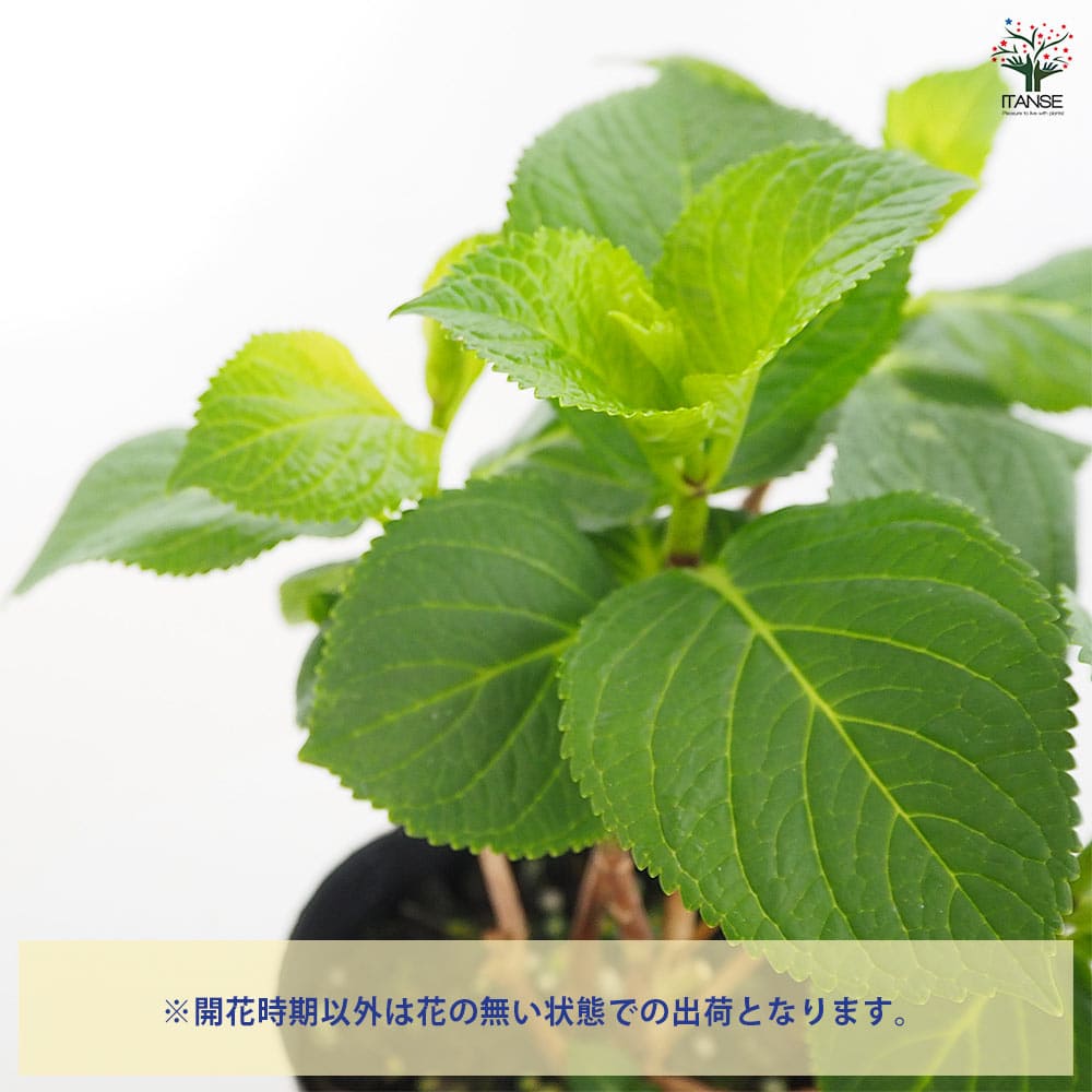 アジサイ 竜宮 【花木苗 3.5号】｜ 【植物のITANSE】全品送料