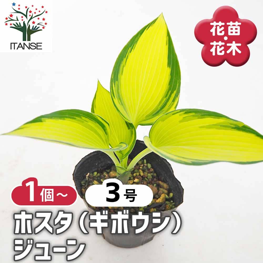 ホスタ(ギボウシ) ジューン 【花木苗 3号】｜ 【植物のITANSE