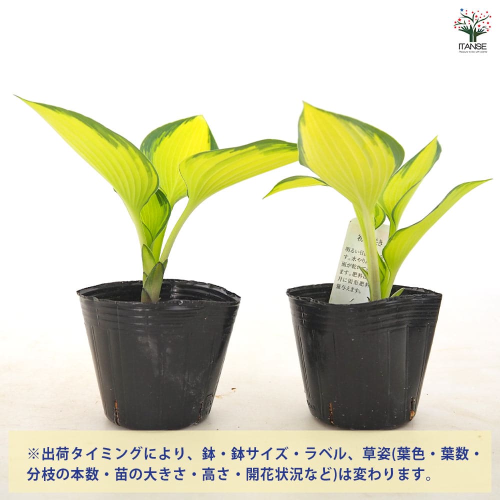 ホスタ(ギボウシ) ジューン 【花木苗 3号】｜ 【植物のITANSE