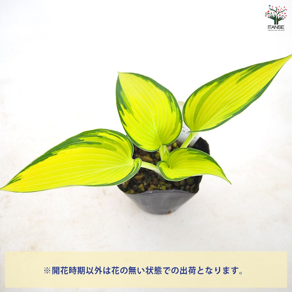 ホスタ(ギボウシ) ジューン 【花木苗 3号】｜ 【植物のITANSE