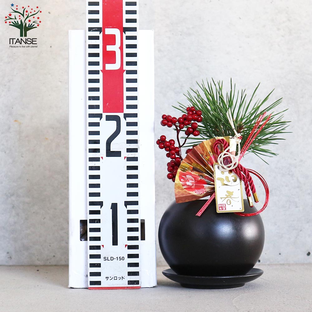 曲がり松・輝き／「迎春」の飾り付き 【正月飾り Lサイズ黒鉢／1個売り】