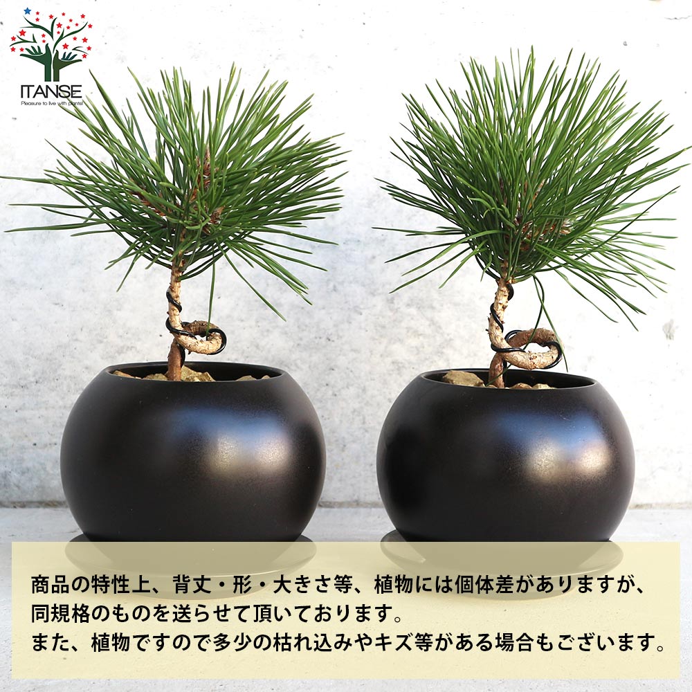 曲がり松・輝き／「迎春」の飾り付き 【正月飾り Lサイズ黒鉢／1個売り】