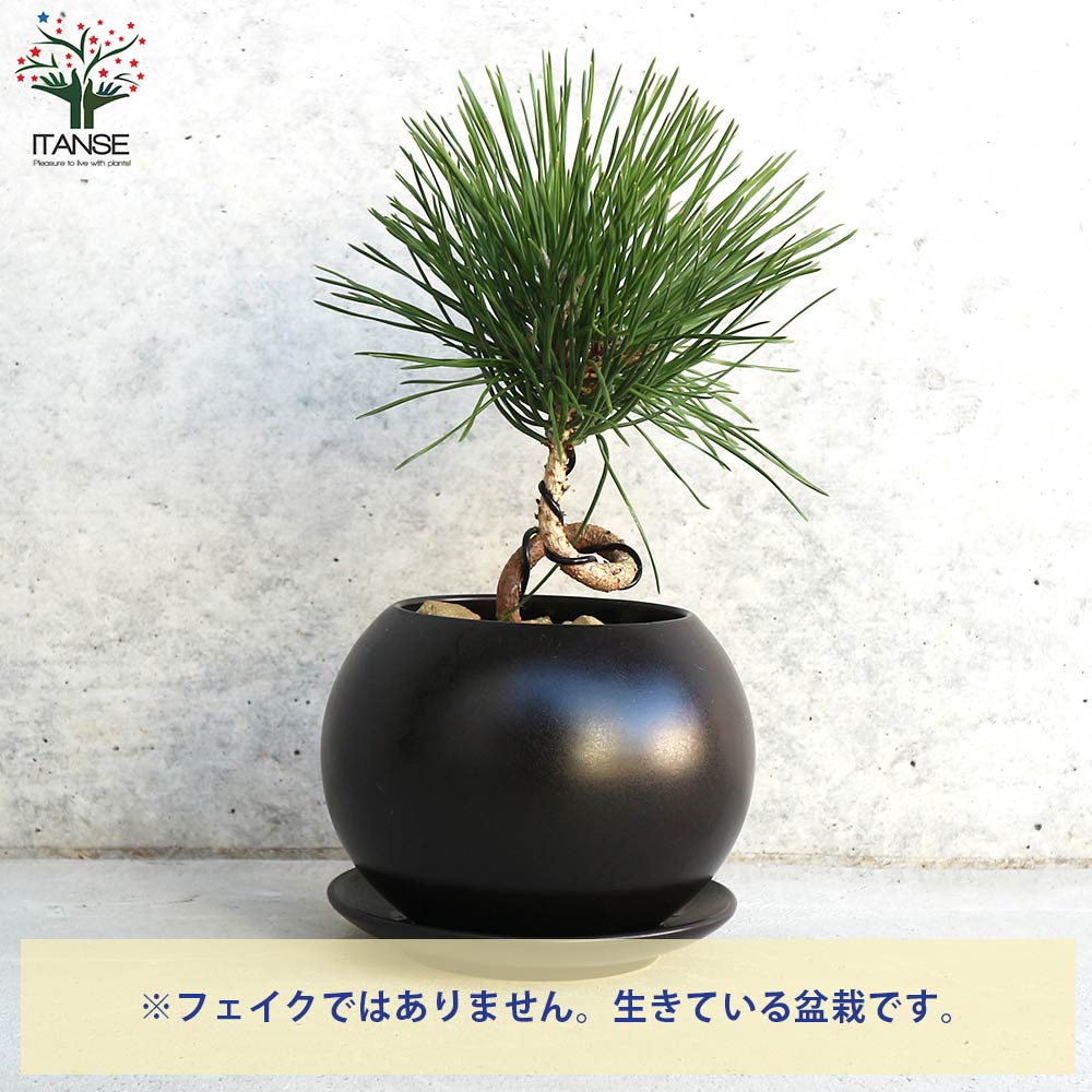 曲がり松・輝き／「迎春」の飾り付き 【正月飾り Lサイズ黒鉢／1個売り】