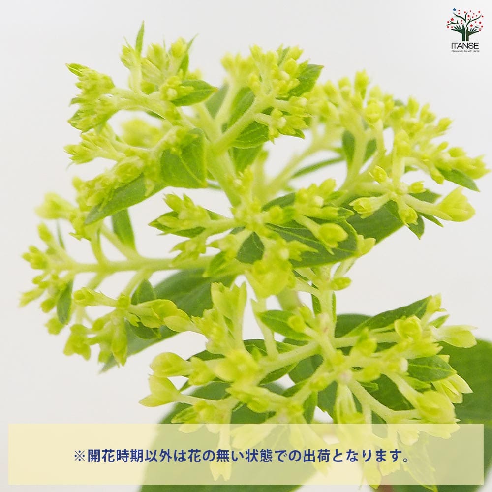 ハイドランジア プチチェリー 【花木苗 3号】｜ 【植物のITANSE