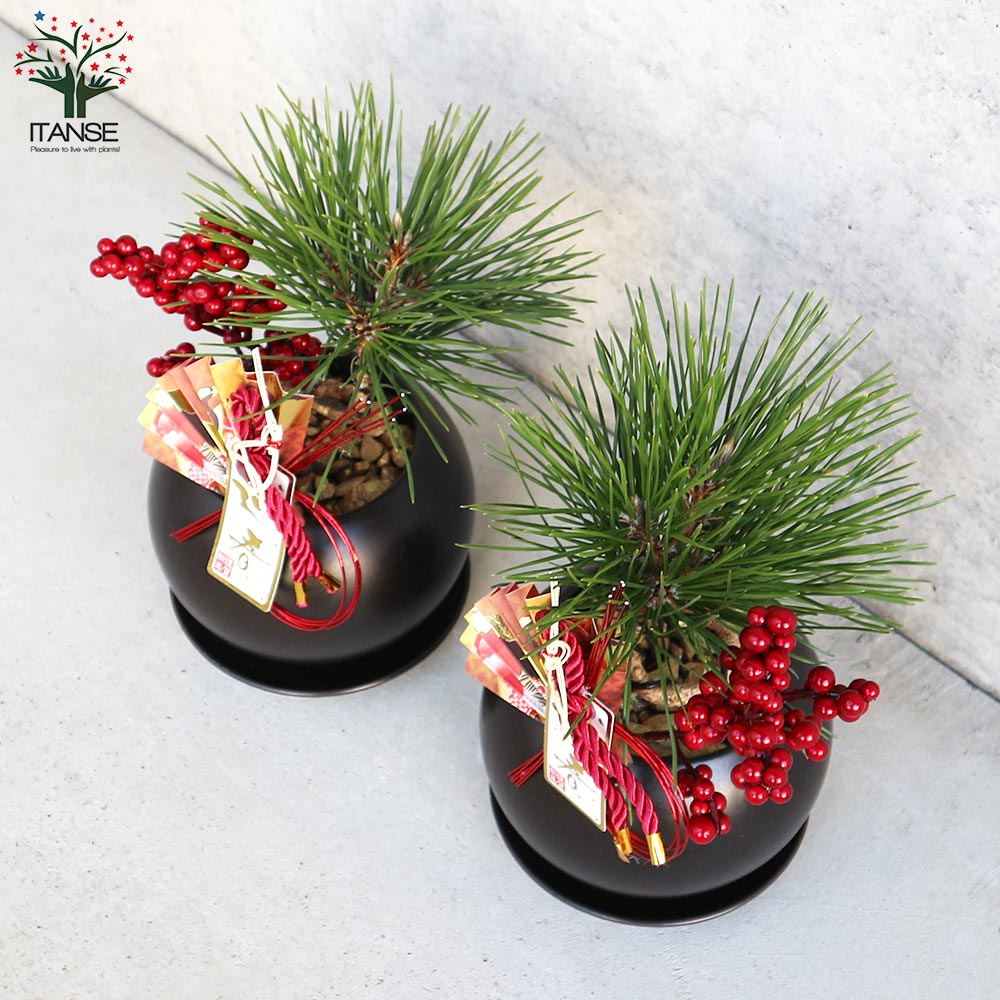 曲がり松・輝き／「迎春」の飾り付き 【正月飾り Lサイズ黒鉢／1個売り】