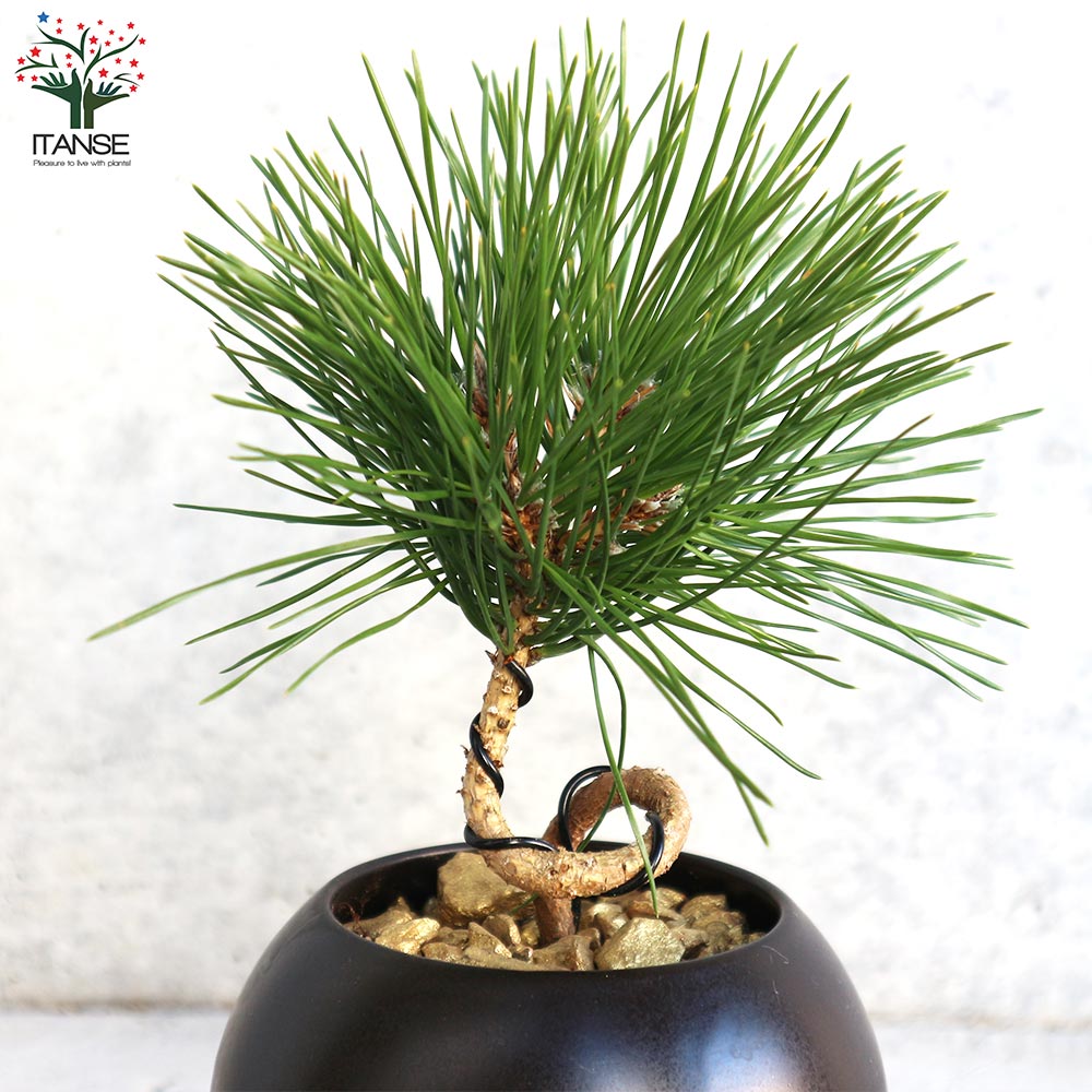 曲がり松・輝き／「迎春」の飾り付き 【正月飾り Lサイズ黒鉢／1個売り】