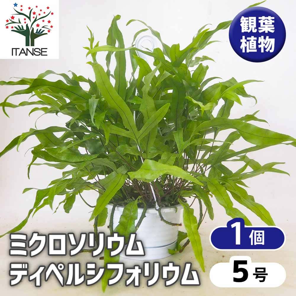 ミクロソリウム ディベルシフォリウム 【観葉植物 5号／1個売り