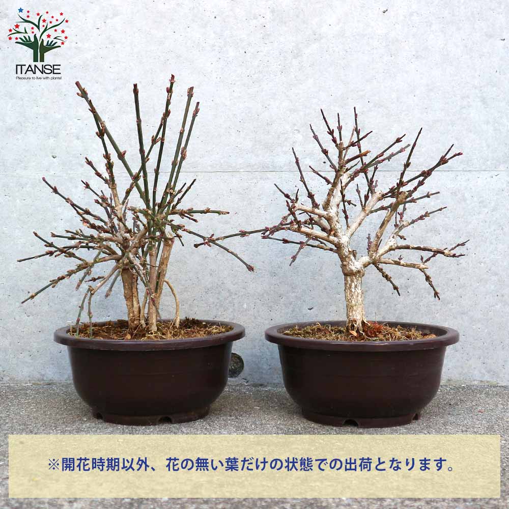 黄梅(オウバイ) 盆栽仕立て【庭木 6号鉢／1個売り】｜ 【植物の