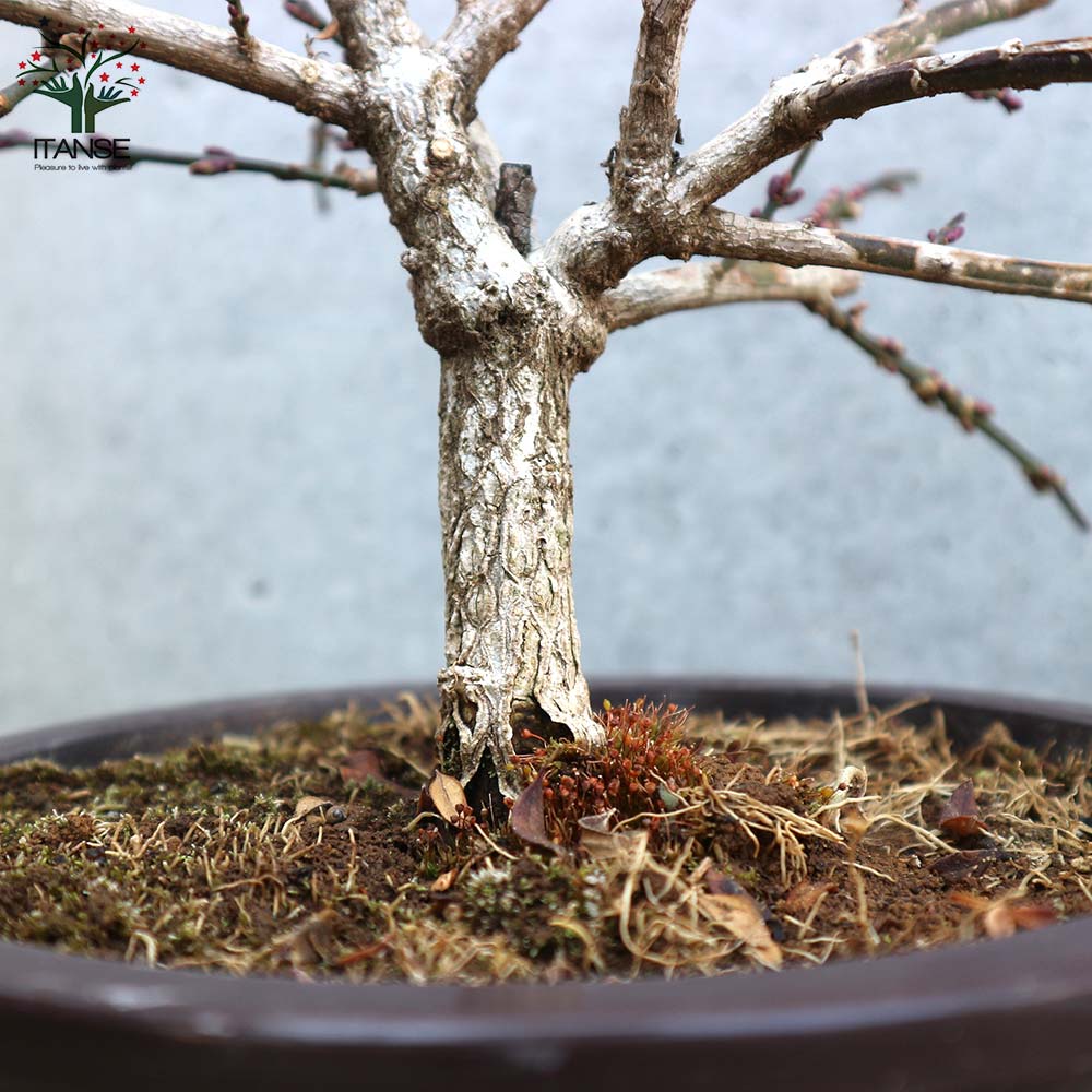 盆栽 五葉松 上下50cm