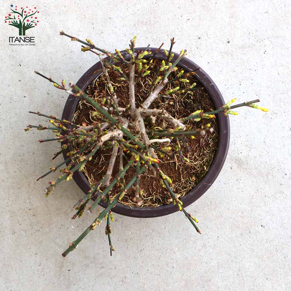 黄梅(オウバイ) 盆栽仕立て【庭木 6号鉢／1個売り】｜ 【植物の