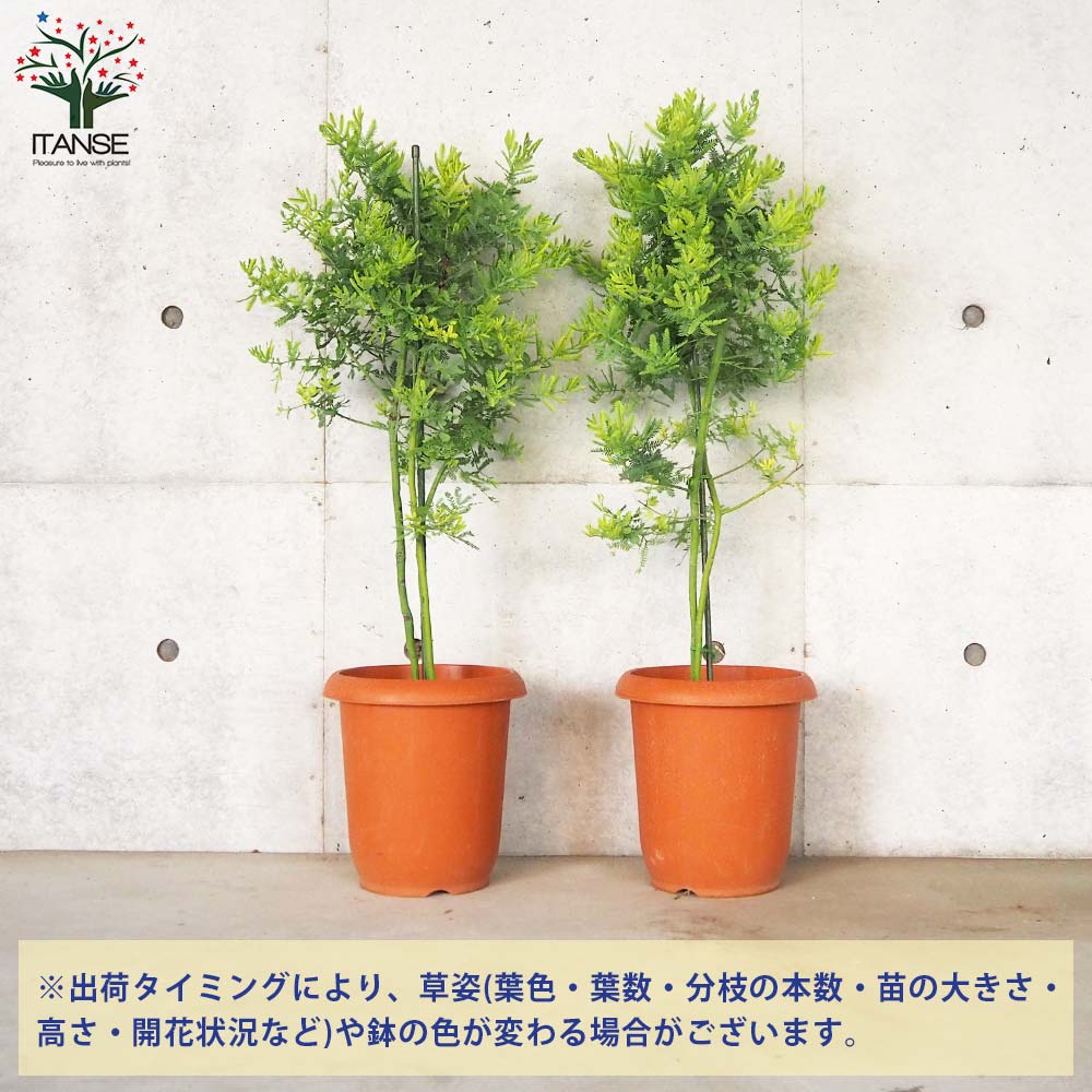ミモザアカシア【花苗 8号鉢／1個売り】｜ 【植物のITANSE】全品