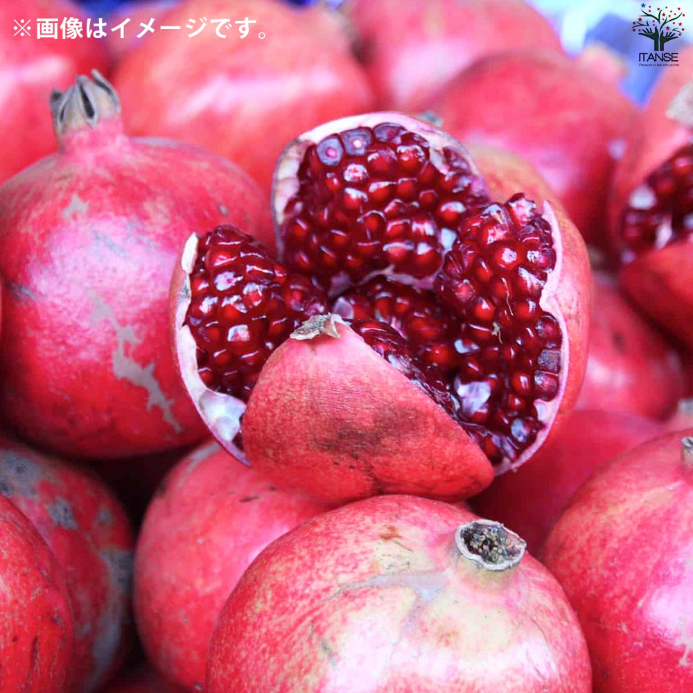 ザクロの苗木 品種：カリフォルニア【果樹の苗 12cmポット(大実