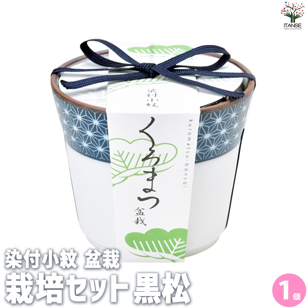 栽培セット 黒松 染付小紋陶器鉢【盆栽／1個売り】