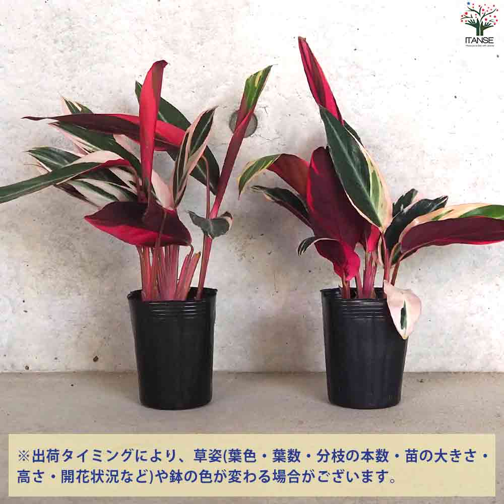 【美苗】激レア　ストロマンテ　トリオスター　斑入り　ゴマ斑　　抜き苗 美苗】激レア ストロマンテ トリオスター 斑入り ゴマ斑 抜き苗 美苗