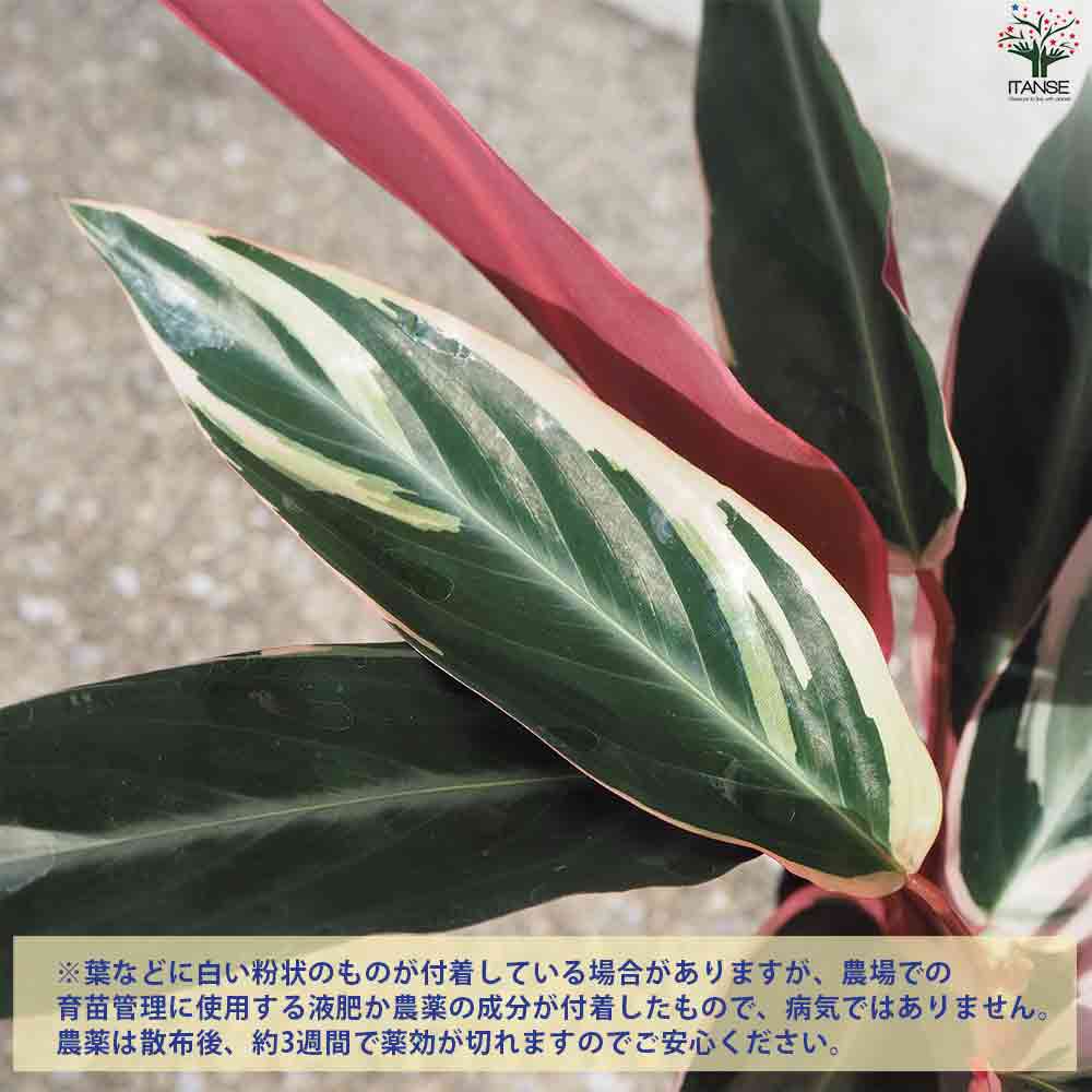 ストロマンテ トリオスタ 【観葉植物 3号ポット】｜ 【植物の