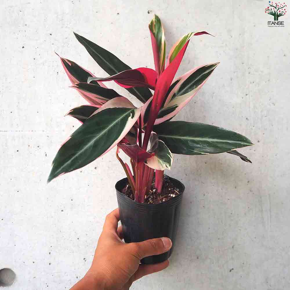 ストロマンテ トリオスタ 【観葉植物 3号ポット】｜ 【植物の