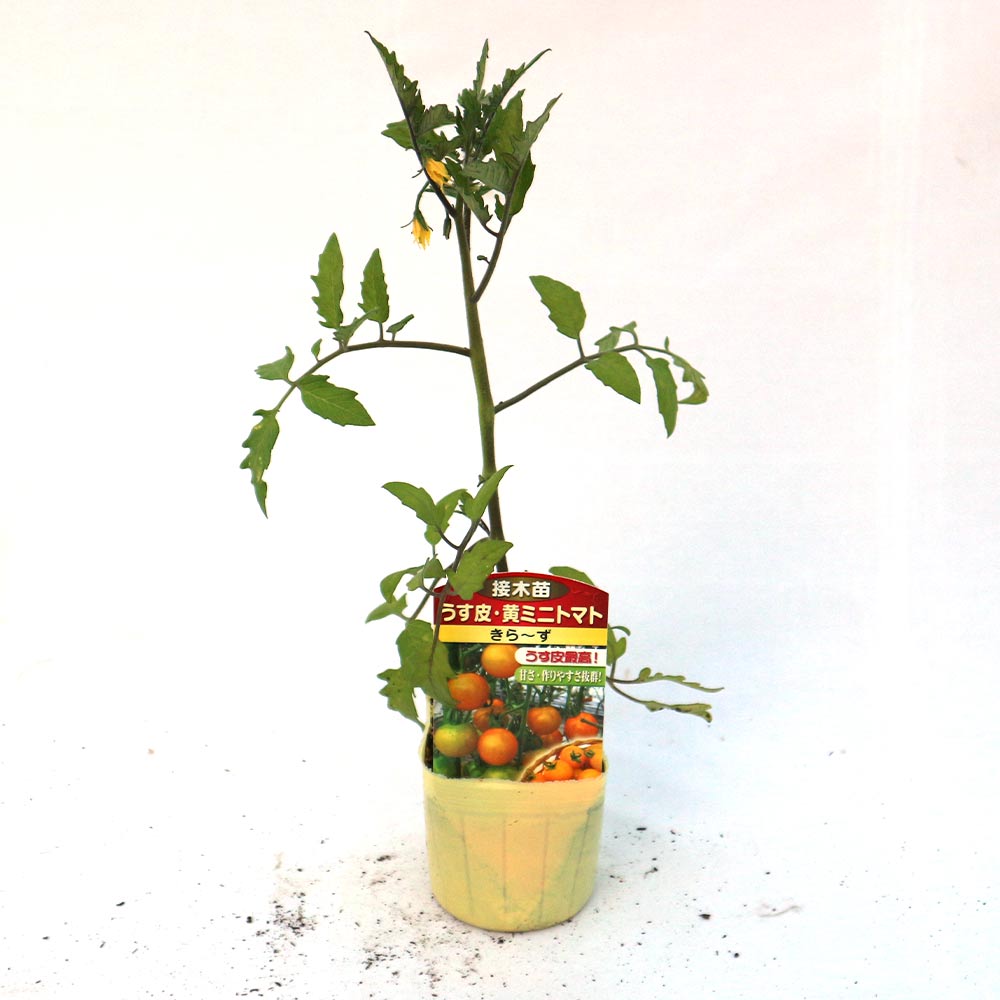 うす皮イエローミニトマト・キラーズ 接ぎ木苗2個~【野菜 接木苗9cmポット】