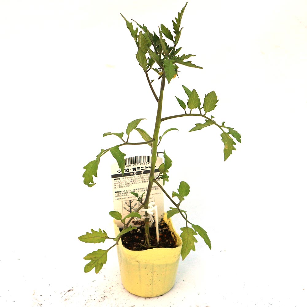 【marudoraさま専用】MIB 挿木苗 ほか2点 marudoraさま専用】MIB 挿木苗 ほか2点